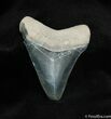 Glossy Inch Bone Valley Megalodon Tooth #531-1